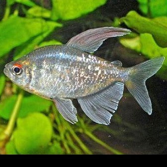 Diamond tetra 2.5cm x 5pc