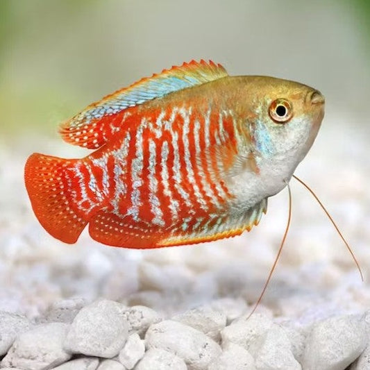 Dwarf Gourami (Male) 3cm x 5pc