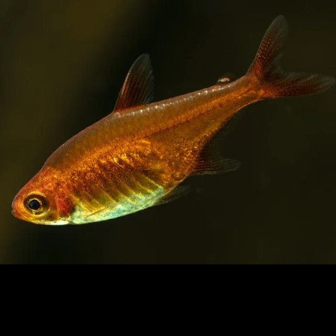 Ember tetra 2cm X 5pc