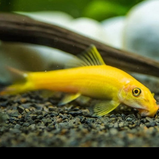 Golden Algae Eater 3cm x 5pc