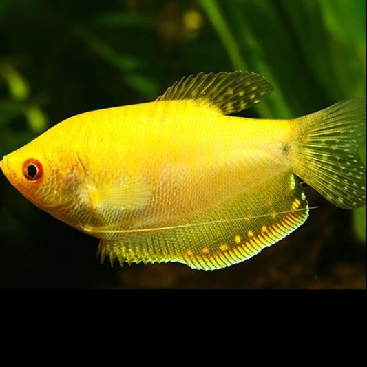 Golden Gourami 4cm x 5pc