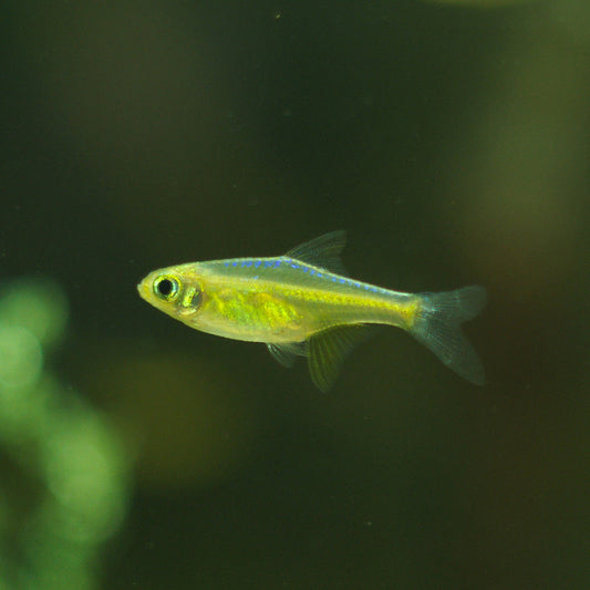 Kubotai Rasbora 2cm x 5pc