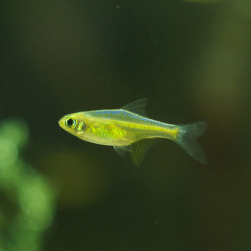 Kubotai Rasbora 2cm x 5pc