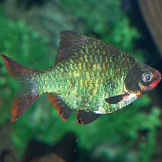 Green Tiger Barb 3cm x 5pc