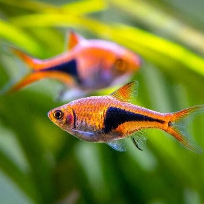 Harlequin Rasbora 3cm x 5pc