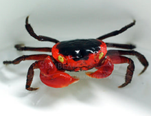 Load image into Gallery viewer, Red apple vampire crab 2cm x 5pc