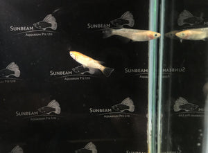 Golden stardust ricefish 2cm x 5