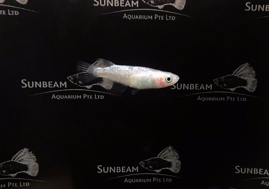 Blue diamond ricefish 2cm x 5pc