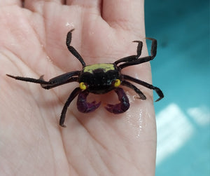 Purple leg vampire crab 2cm x 5pc