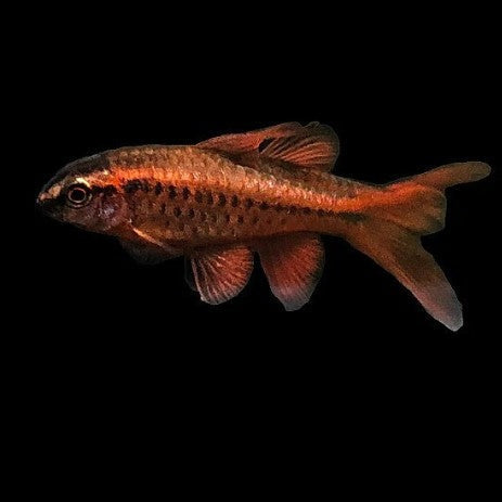 Longfin Cherry Barb 3cm x 5pc