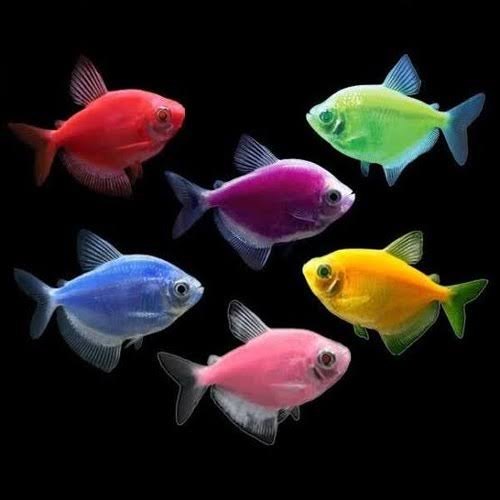 Luminous Tetra 3cm x 5pc