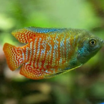 Neon Dwarf Gourami (Male) 3cm x 5pc