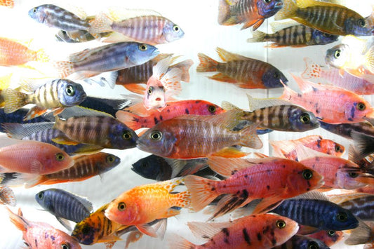 Assorted Peacock Cichlid 2", 4"