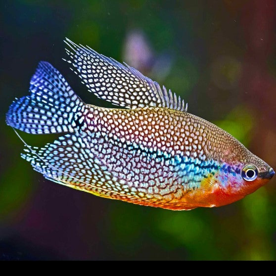 Pearl Gourami 4cm x 5pc