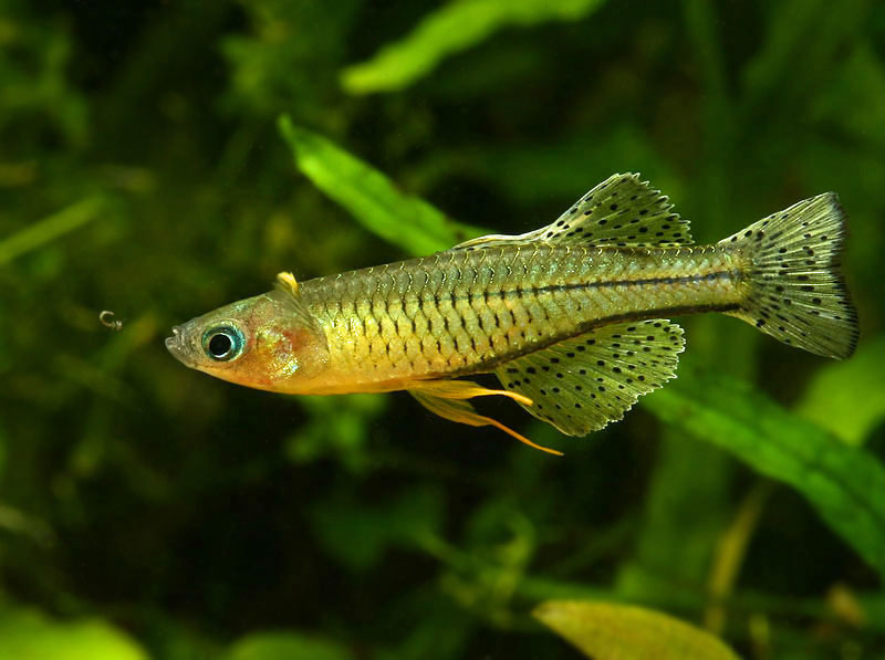 Gertrudae Rainbowfish 2cm x 5pc