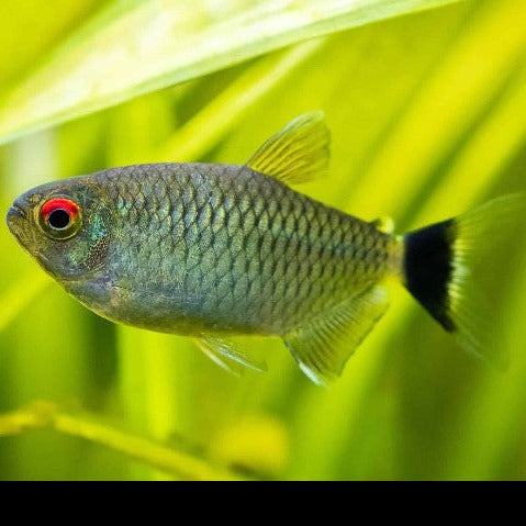 Red Eye Tetra 3cm x 5pc