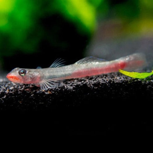 Red Lipstick Goby 3cm