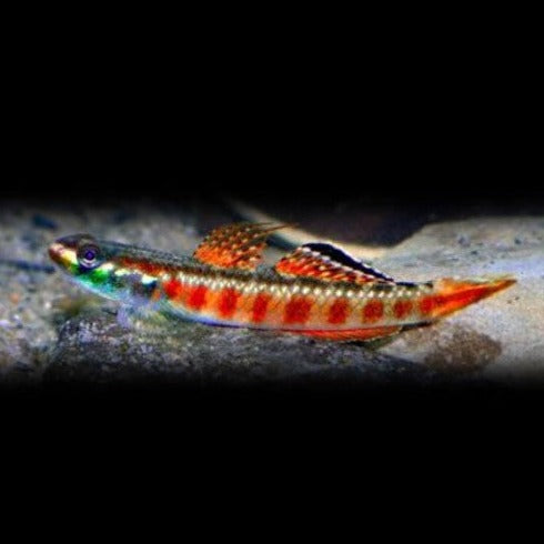 Red Neon Goby Pair 4cm