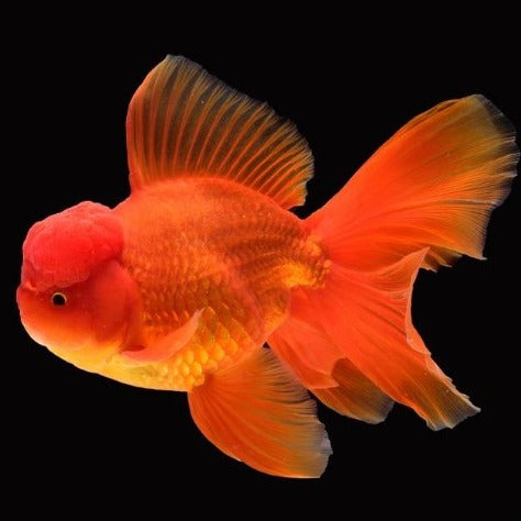 Red Oranda Goldfish