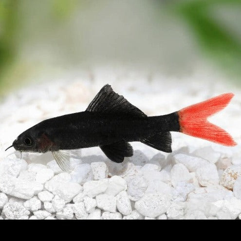 Red Tail Black Shark 5cm x 5pc