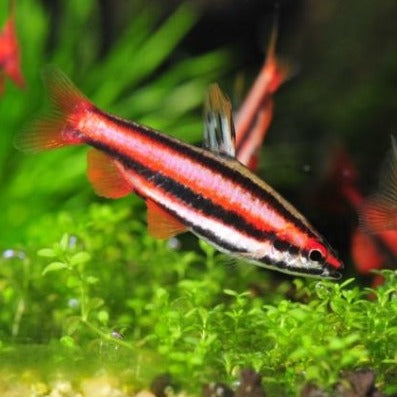 Red coral pencilfish 2.5-3cm