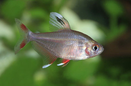 Rosy tetra 3cm x 5pc