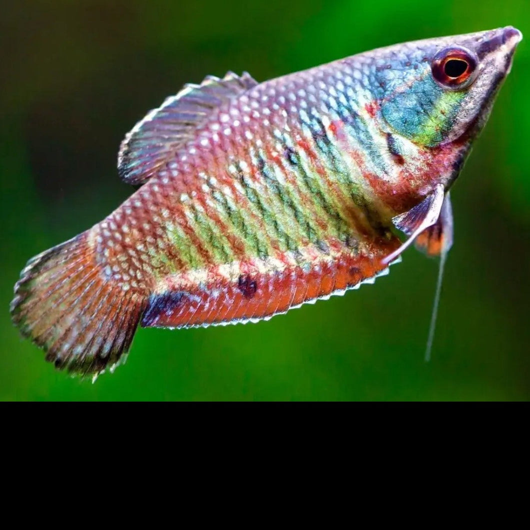 Samurai gourami 3cm