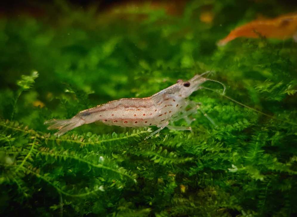 Yamato shrimp 2.5cm X 5pc