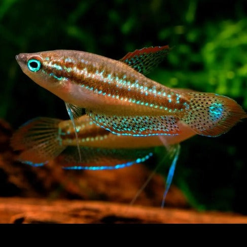 Sparkling Gourami 2cm x 5pc