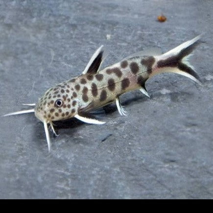 Synodontis Petricola 2.5cm