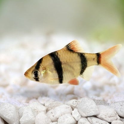 Tiger Barb 3cm x 5pc