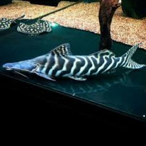 Tigrinus catfish 10-12cm