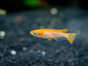 Red ricefish 2cm x 5pc