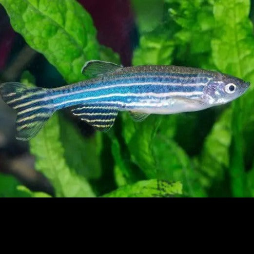 Zebra Danio 2.5cm x 5pc