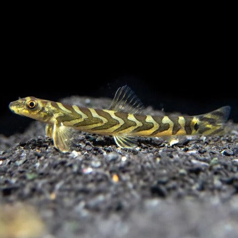 Zodiac Loach 3cm x 5pc