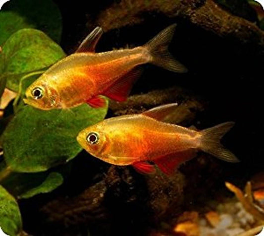 Golden red rio tetra 2.5cm x 5pc