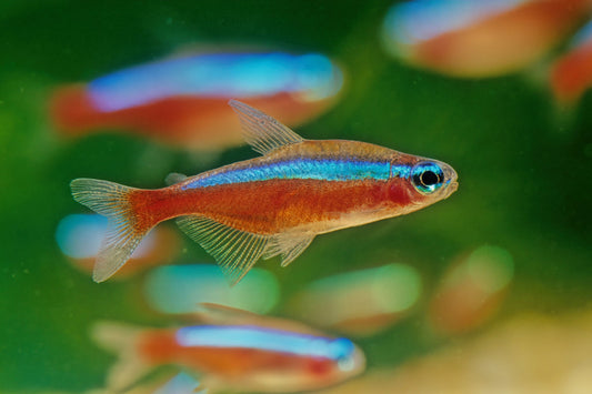 Cardinal tetra 2.5-2.8cm