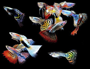 Assorted Guppies male 3cm x 5pc