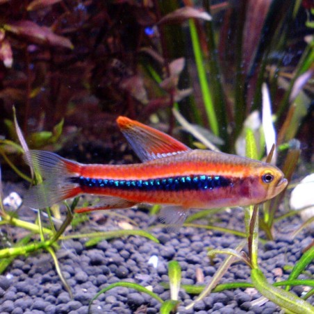 Weitzmani tetra 3cm x 5pc