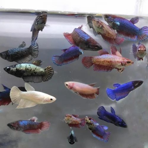 Assorted female betta 3cm x 5pc