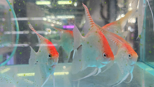 Red cap angelfish 6-7cm