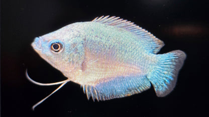 Cobalt Blue Gourami 4cm