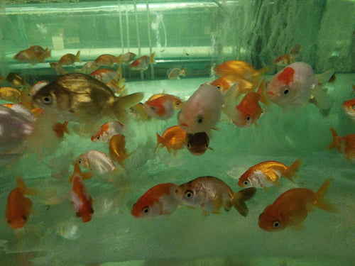 Assorted Ranchu 5cm x 5pc