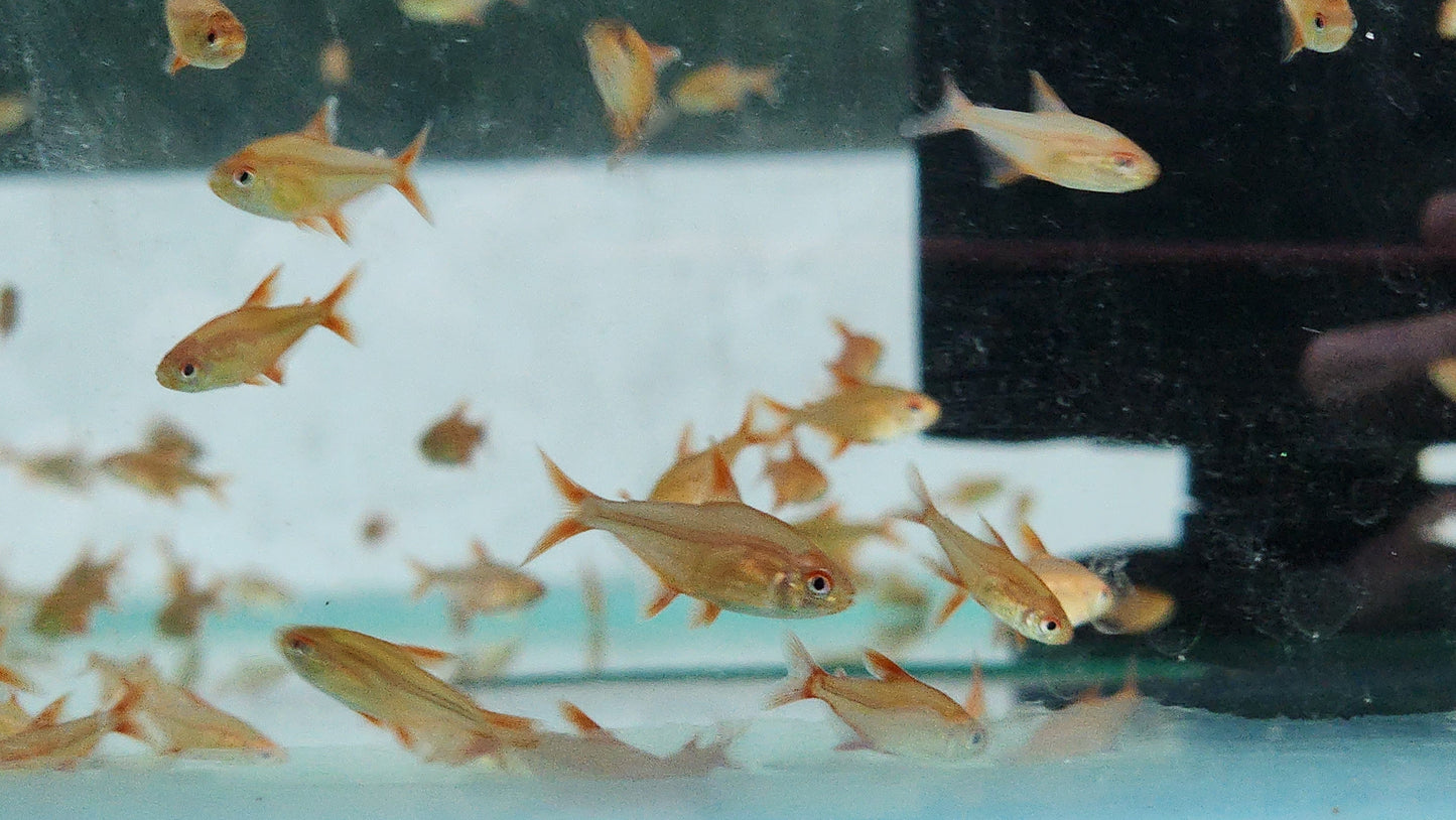 Red Cherry tetras 2.5-3cm