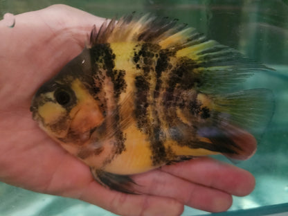 Shortbody yellow tiger parrot 10-12cm