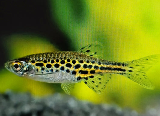 Tinwini Danio 2.5cm x 5pc