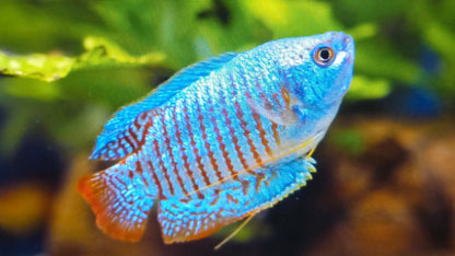 Neon Dwarf Gourami 3cm