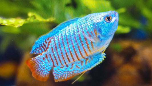 Neon Dwarf Gourami 3cm
