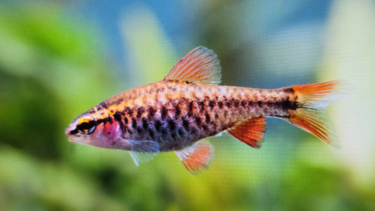 Cherry Barb 3cm