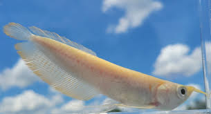 Albino Silver arowana 10-12cm